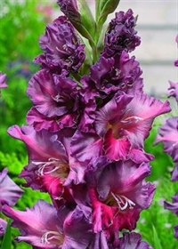 Gladiolus Rostov 